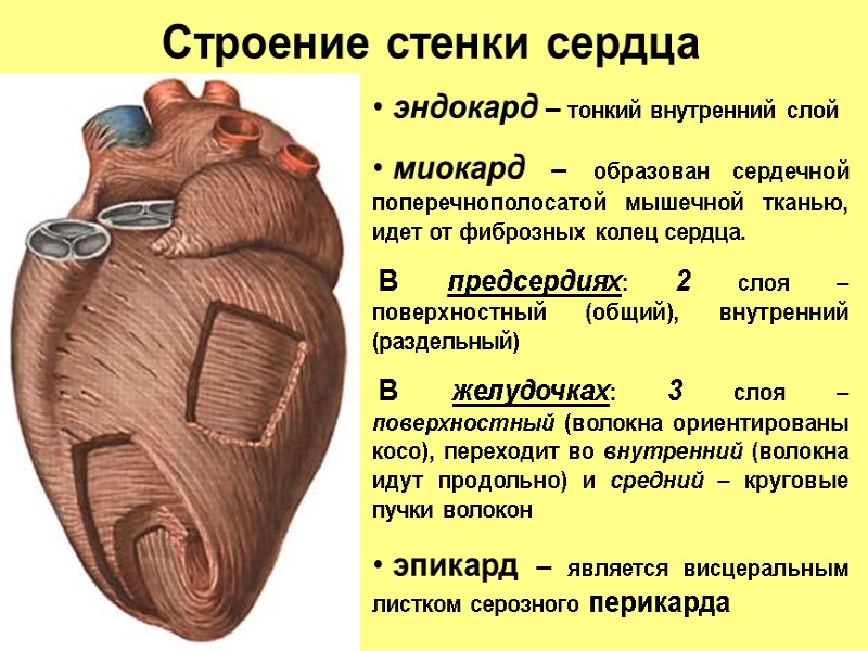 Строение стенки сердца  эндокард – тонкий внутренний слой  миокард – образован сердечной